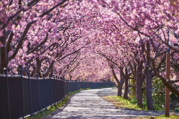 河津桜　桜のトンネル
